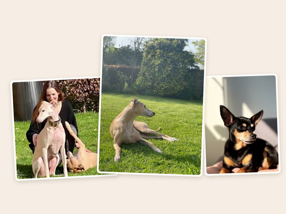 Drei Fotos der Hunde von Marjolein Sneyers: zwei Windhunde und ein Zwergpinscher